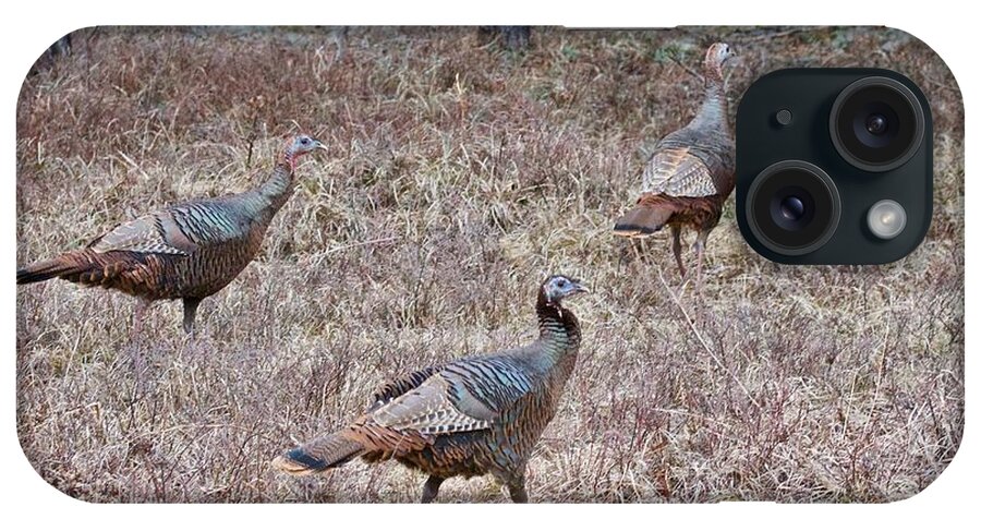 Meleagris Gallopavo iPhone Case featuring the photograph Turkey Trio 1153 by Michael Peychich