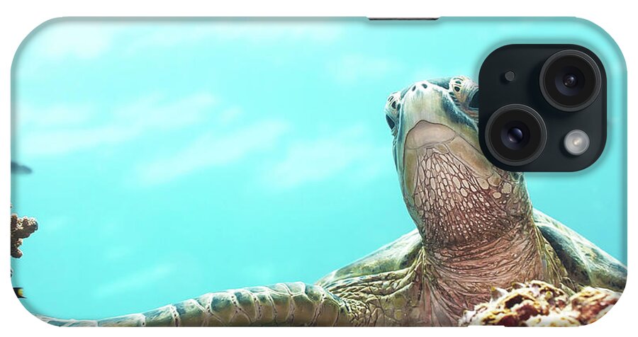 Tropical iPhone Case featuring the photograph Turtle by MotHaiBaPhoto Prints