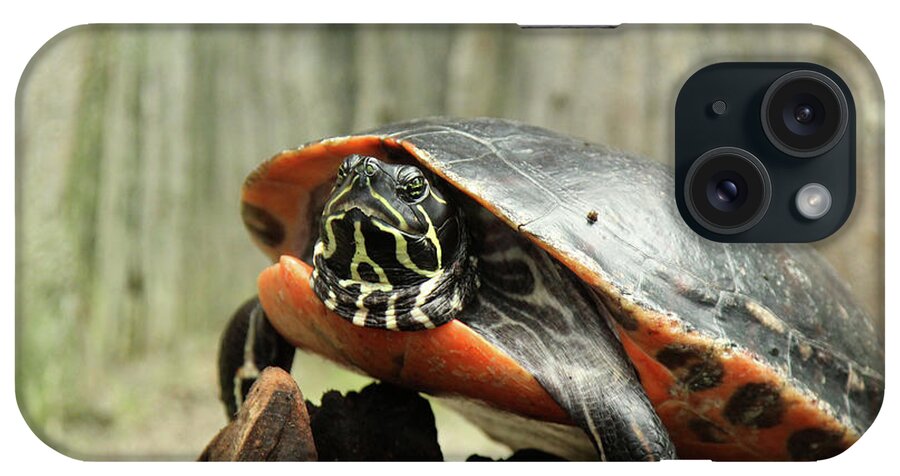 Turtle iPhone Case featuring the photograph Turtle Neck by David Stasiak
