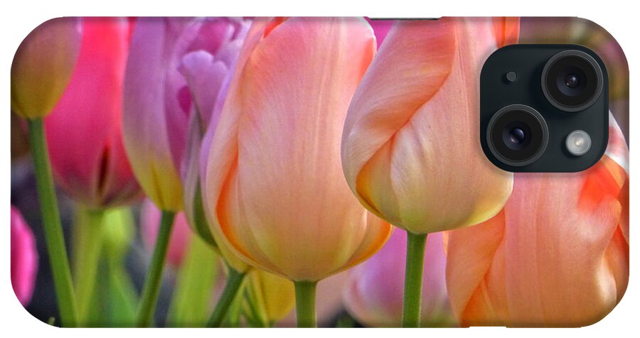  Tulip iPhone Case featuring the photograph Tutti Frutti Tulips by Dee Flouton