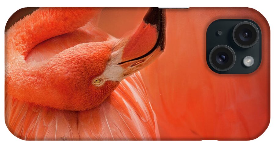 Flamingo iPhone Case featuring the photograph Twisted Flamingo by Pam Holdsworth