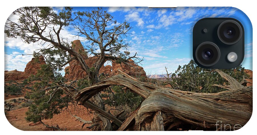 Landscape iPhone Case featuring the photograph Twisted Tree by Mary Haber