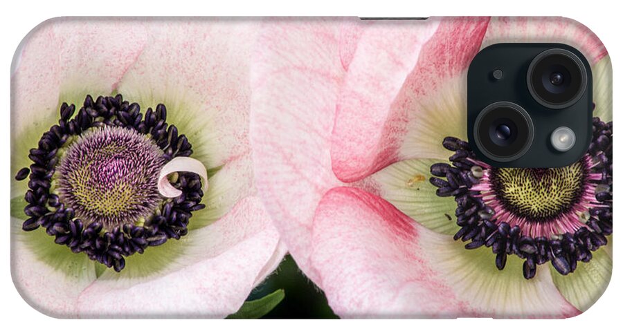Flowers iPhone Case featuring the photograph Two Anemones by Don Johnson