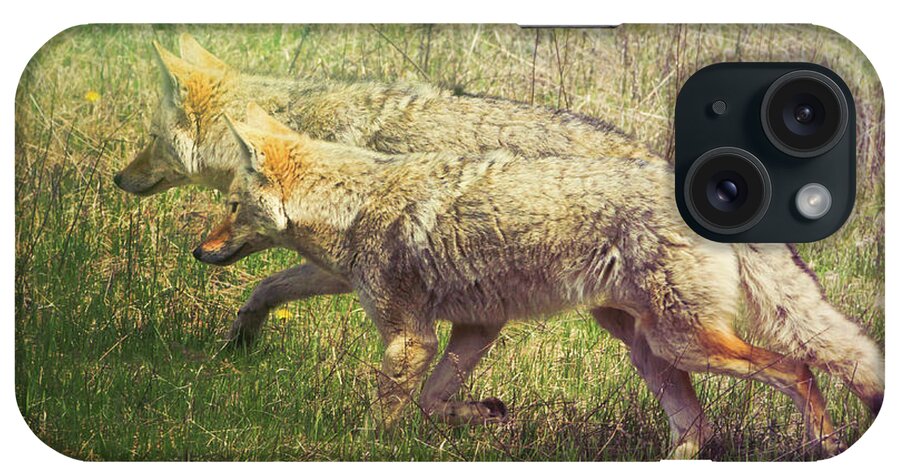 Animal iPhone Case featuring the photograph Two Coyotes by Natalie Rotman Cote