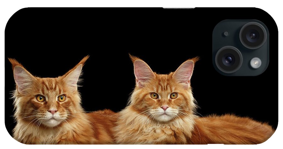 Angry iPhone Case featuring the photograph Two Ginger Maine Coon Cat on Black by Sergey Taran