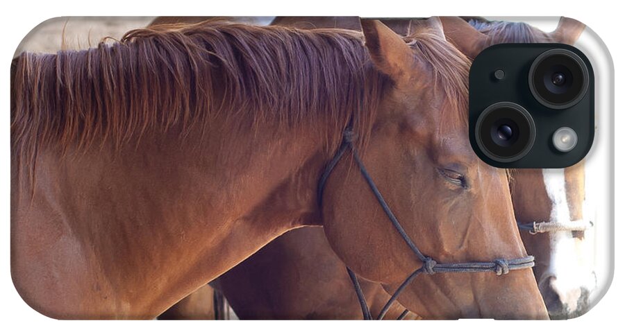 Horse iPhone Case featuring the photograph Two Horses by Brian Kinney