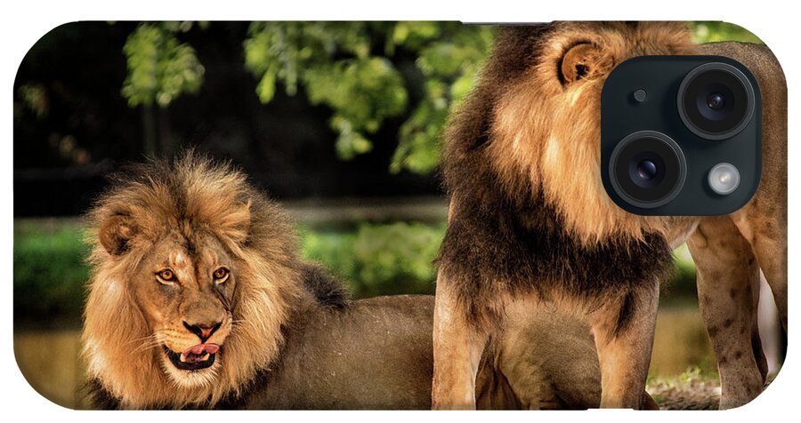 Lion iPhone Case featuring the photograph Two Lions by Don Johnson