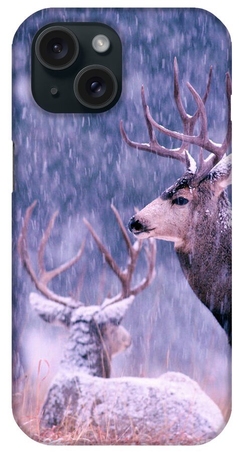 Mark Miller Photos iPhone Case featuring the photograph Two Mule Deer Bucks in Snow by Mark Miller