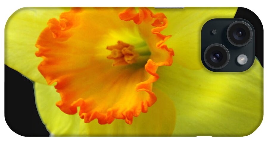 Flower iPhone Case featuring the photograph Two Toned Daffodil by Mikki Cucuzzo