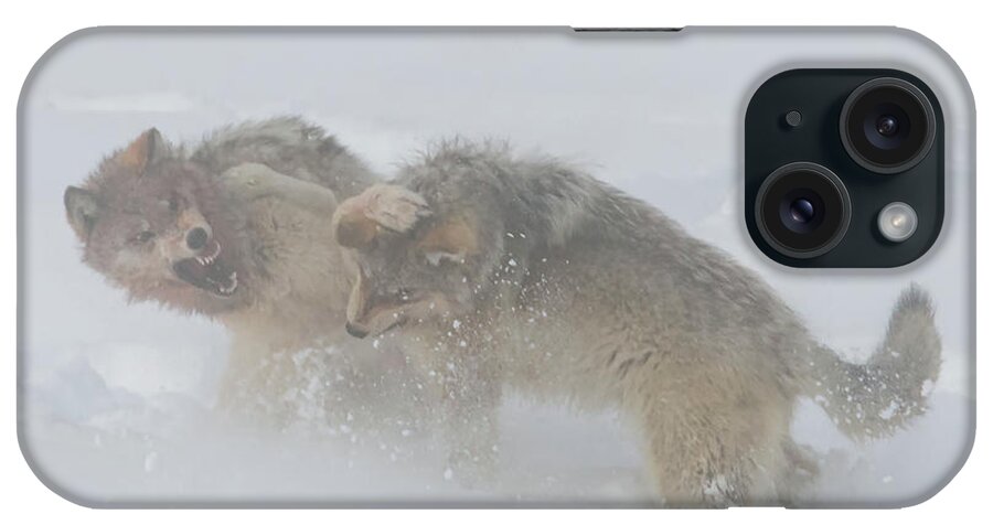 Lenaowens iPhone Case featuring the digital art Two Wolves Fighting 24x18 by OLena Art by Lena Owens - Vibrant Design