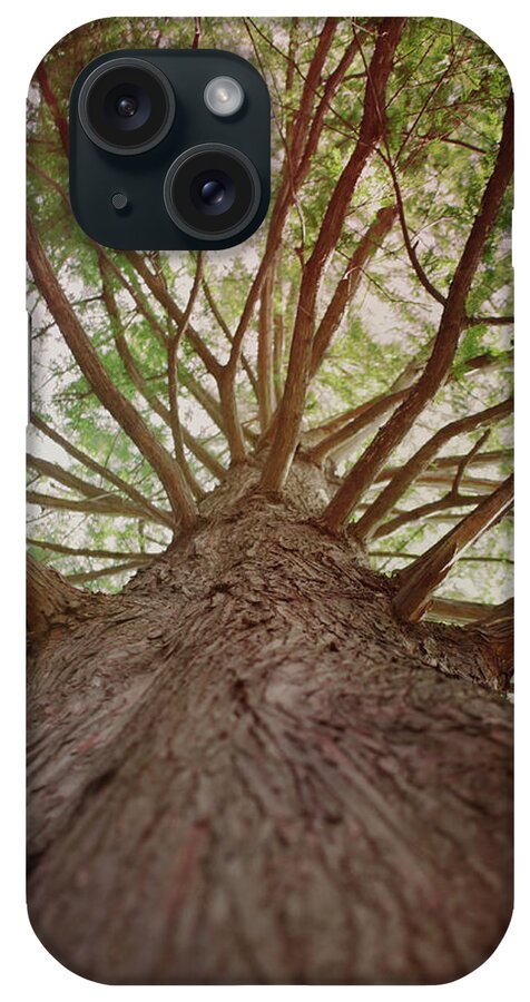 Tree iPhone Case featuring the mixed media Up a Tree by Stephanie Hollingsworth
