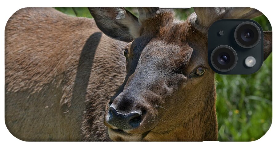 Bull Elk In Velvet iPhone Case featuring the photograph UP Close by Bon and Jim Fillpot