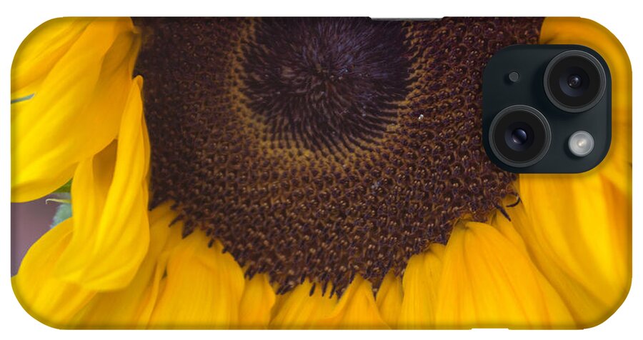 Sunflower iPhone Case featuring the photograph Up Close Sunflower by Arlene Carmel