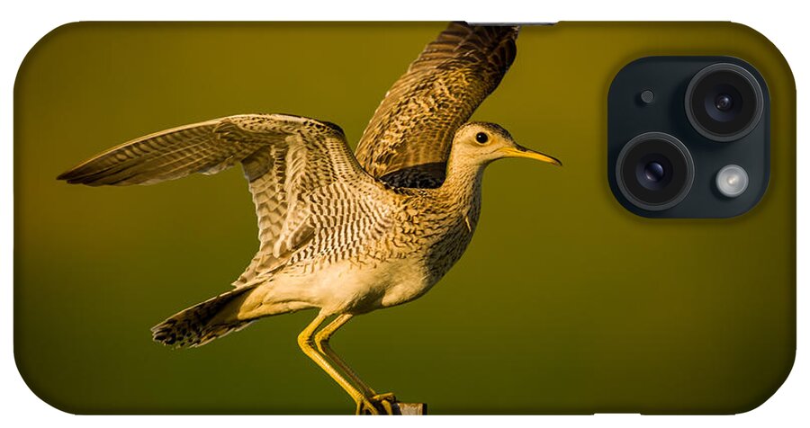 Wildlife iPhone Case featuring the photograph Upland Sandpiper on Steel Post by Jeff Phillippi