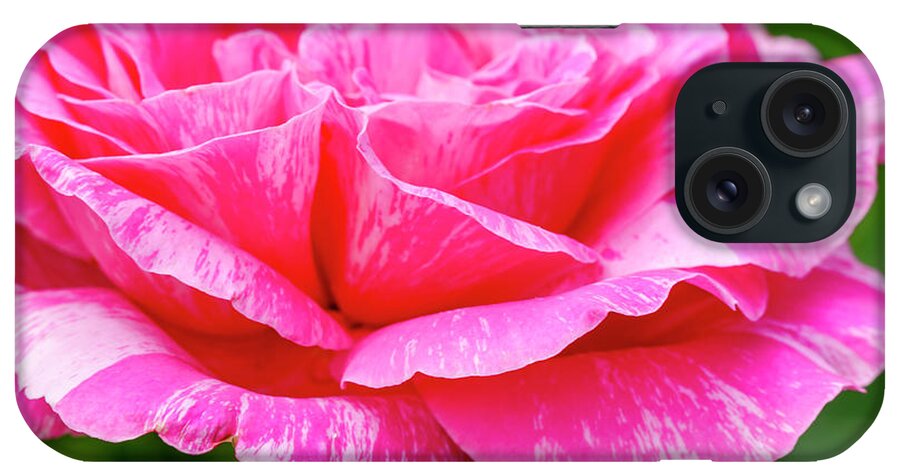 Valentine iPhone Case featuring the photograph Variegated Pink and White Rose Petals by Teri Virbickis