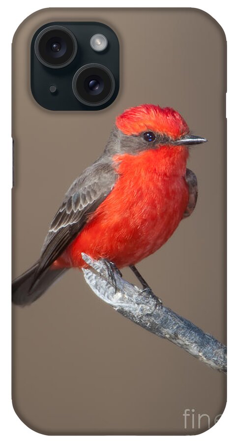 Clarence Holmes iPhone Case featuring the photograph Vermilion Flycatcher by Clarence Holmes