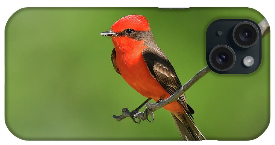 Bird iPhone Case featuring the photograph Vermillion Flycatcher by Alan Lenk