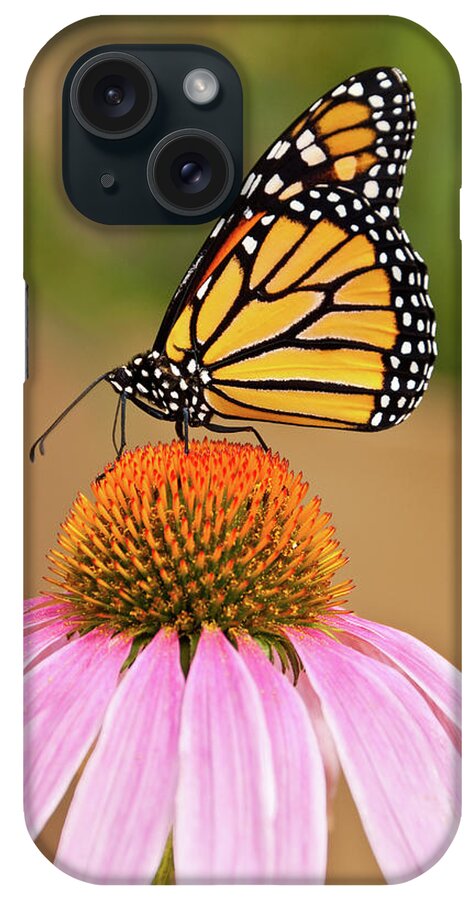 Animal iPhone Case featuring the photograph Monarch Butterfly on a Purple Coneflower by Jeff Goulden