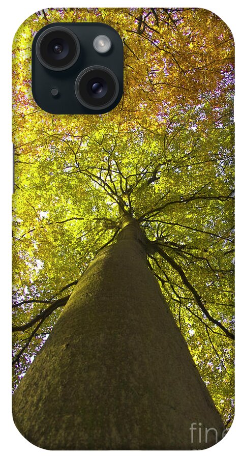 Trees iPhone Case featuring the photograph View to the top of beech tree by Heiko Koehrer-Wagner