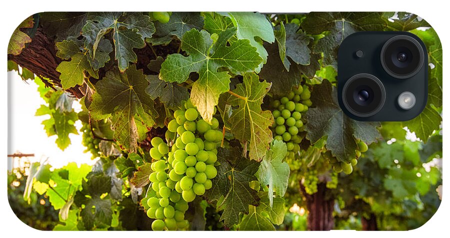 Vineyard iPhone Case featuring the photograph Vineyard 3 by Anthony Michael Bonafede