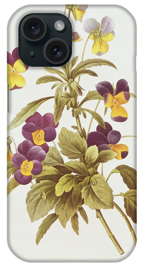 Viola iPhone Case featuring the drawing Viola Tricolour by Pierre Joseph Redoute