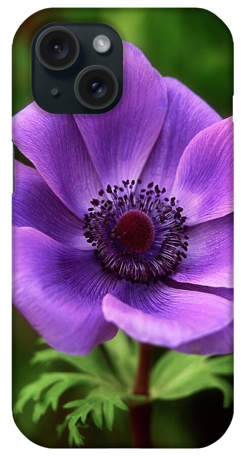Flower iPhone Case featuring the photograph Violet Anemone by Jim Benest