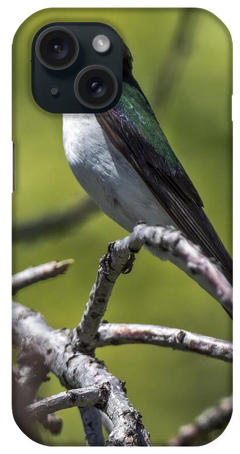 Violet Green Swallow iPhone Case featuring the photograph Violet Green Swallow by Stephen Johnson