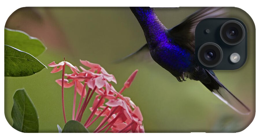 00429543 iPhone Case featuring the photograph Violet Sabre Wing Male Hummingbird by Tim Fitzharris