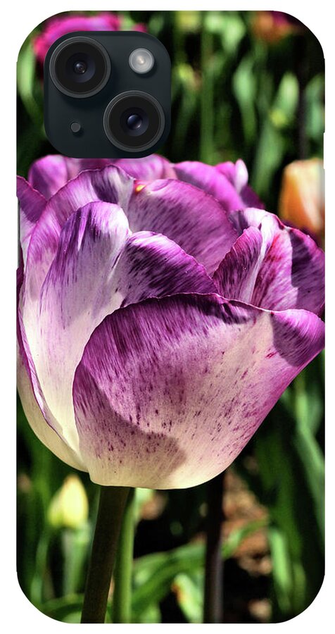 Tulips iPhone Case featuring the photograph Violet Tulip by Cate Franklyn