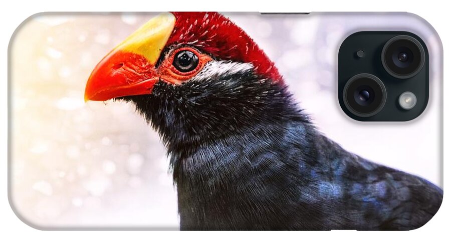 Violet Turaco iPhone Case featuring the photograph Violet Turaco by Jaroslav Buna