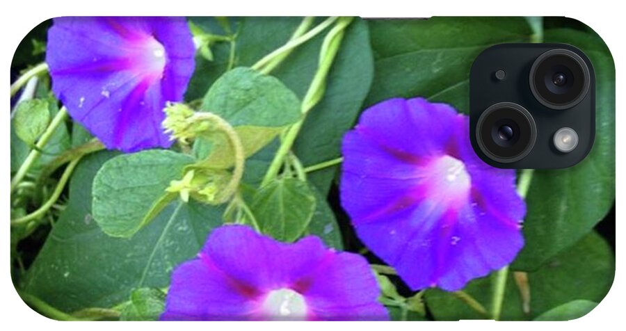  iPhone Case featuring the photograph Vivid Violet Morning Glories by Susan Nash