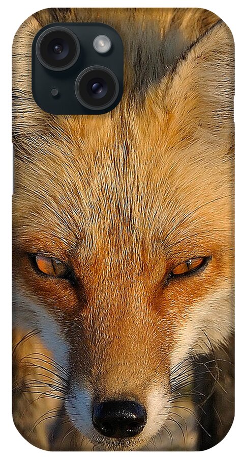 Fox iPhone Case featuring the photograph Vixen by William Jobes