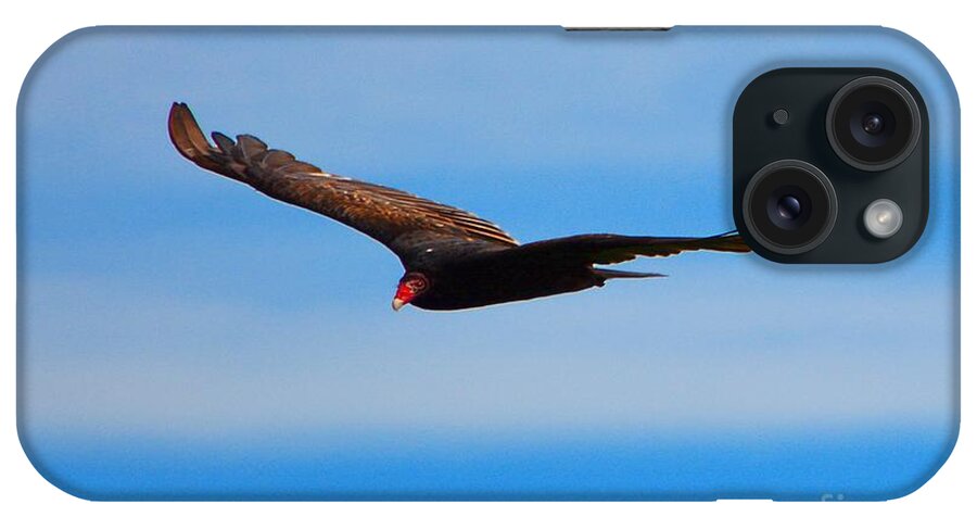 Wild Birds iPhone Case featuring the photograph Vulture by Dani McEvoy