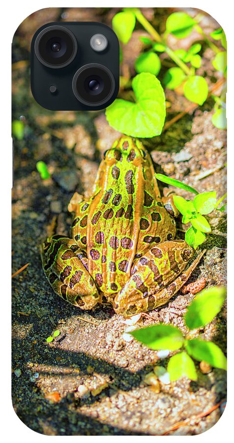 Garden Frog iPhone Case featuring the photograph Waiting for lunch by Nancy Dunivin