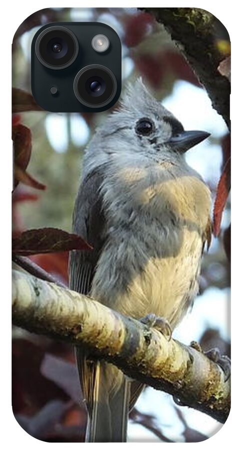 Titmouse iPhone Case featuring the photograph Waiting for Mom by Judy Wanamaker