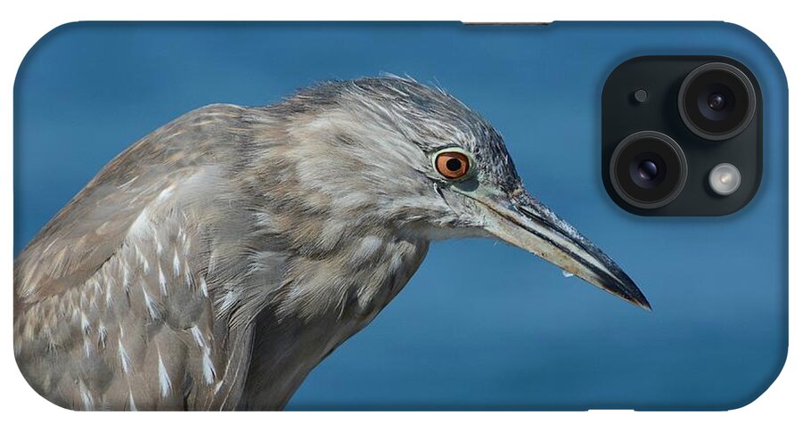 Juvenile Black-crowned Night Heron iPhone Case featuring the photograph Waiting by Fraida Gutovich