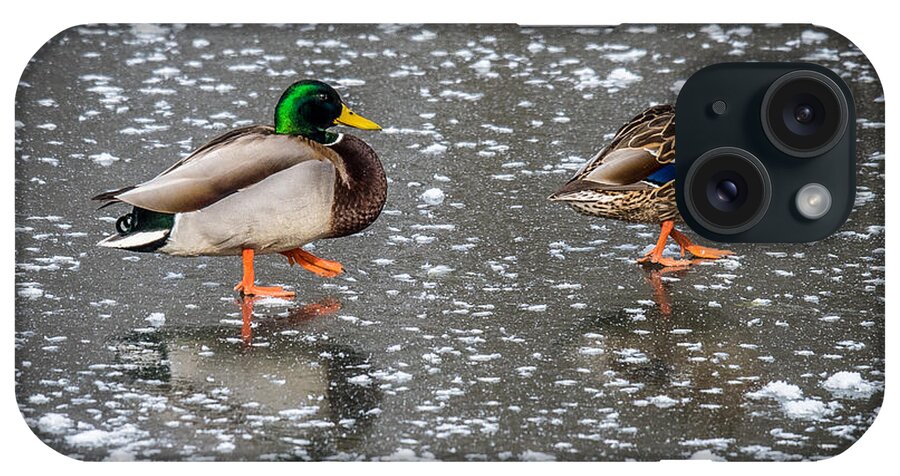Mallard On A Log iPhone Case featuring the photograph Walk This Way by Paul Freidlund