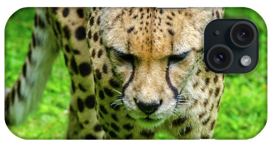Wildlife iPhone Case featuring the photograph Walking Cheeta by Rainer Kersten