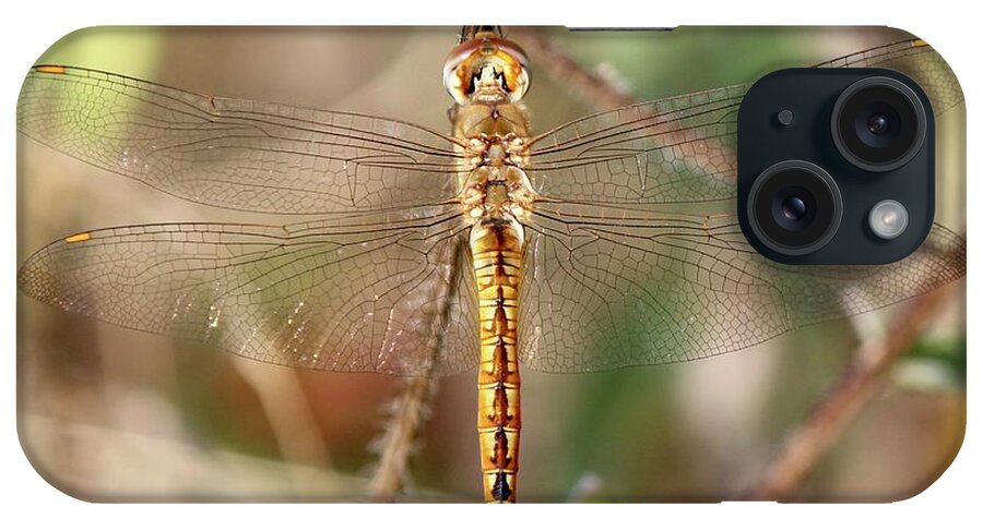 Pantala Flavescens iPhone Case featuring the photograph Wandering Glider by David Pickett