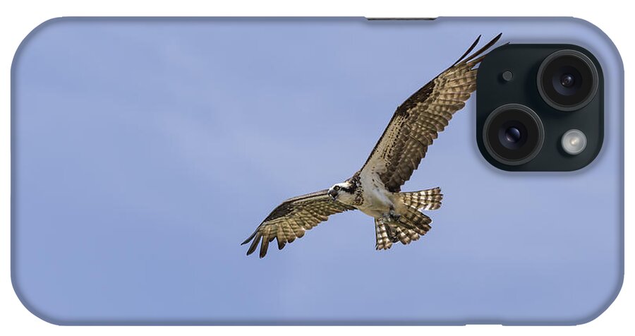 Osprey iPhone Case featuring the photograph Warning Cry by Thomas Young