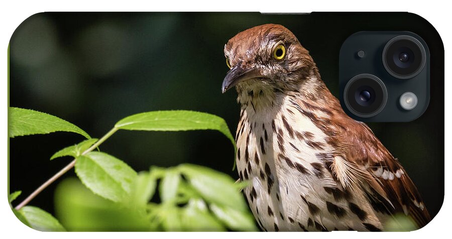 Brown Thrasher iPhone Case featuring the photograph Watchful Eye, Brown Thrasher, Toxostoma rufum by Christy Cox