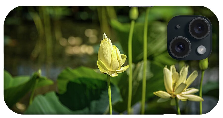 Ardmore Oklahoma iPhone Case featuring the photograph Water Lilies 2 by Victor Culpepper