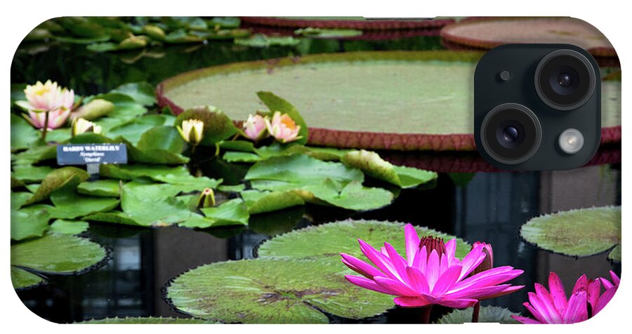 Aquatic Plant iPhone Case featuring the photograph Water Lilies and Lily pads by Amy Cicconi