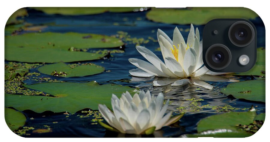 Lily iPhone Case featuring the photograph Water Lilies by Paul Mashburn