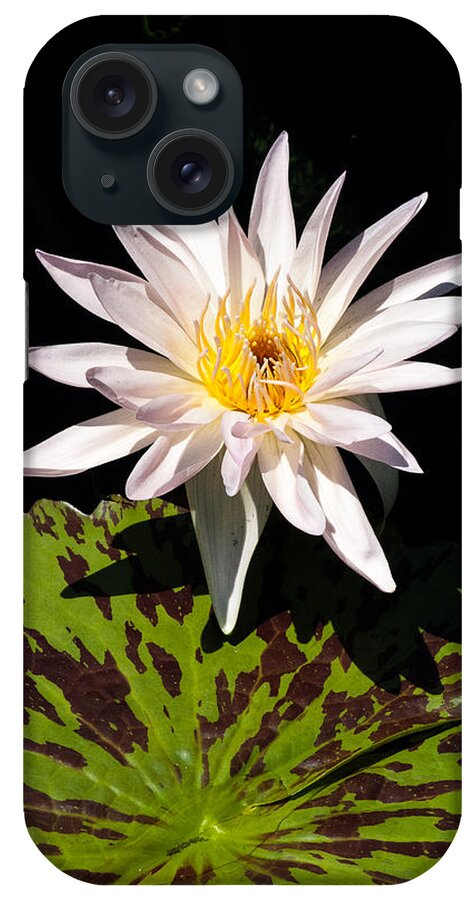 Floral iPhone Case featuring the photograph Water Lily by Tom Potter