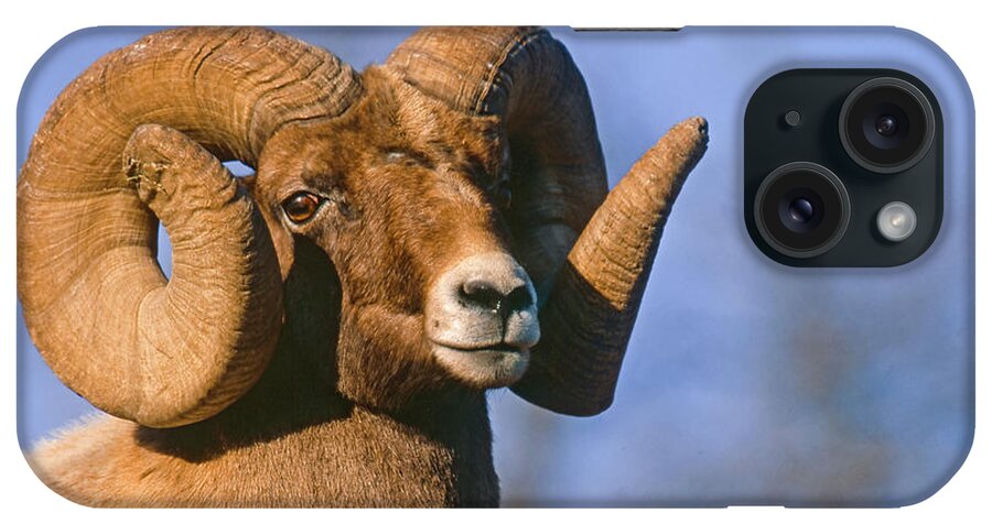 Mark Miller Photos iPhone Case featuring the photograph Waterton Canyon Ram by Mark Miller