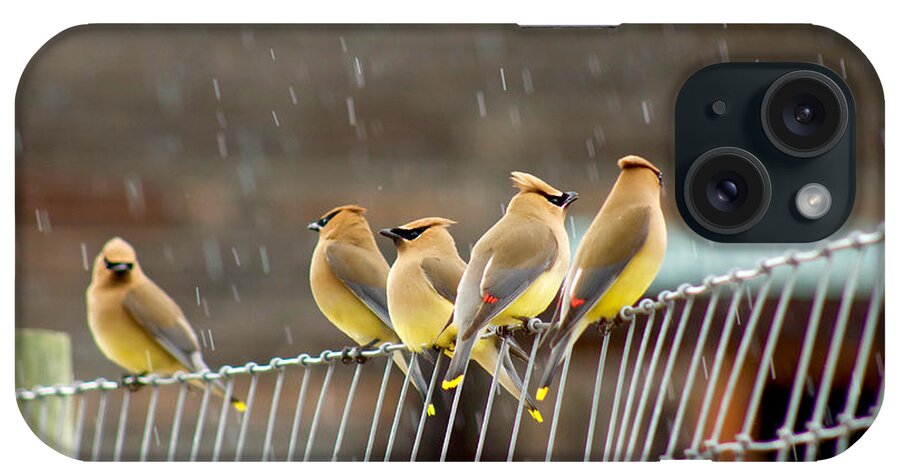 Photography iPhone Case featuring the photograph Waxwings in the Rain by Sean Griffin