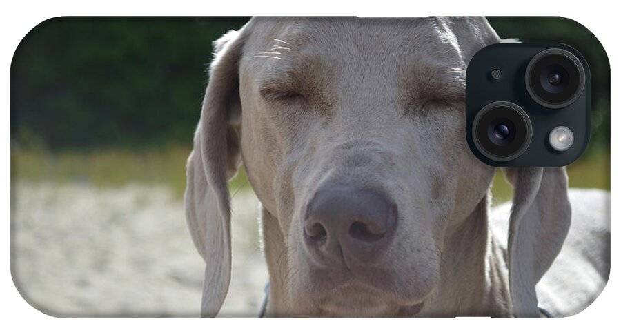 Weimaraner iPhone Case featuring the photograph Weimaraner Dog With HIs Eyes Closed by DejaVu Designs