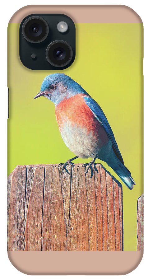 Western Bluebird iPhone Case featuring the photograph Western Bluebird by Ram Vasudev
