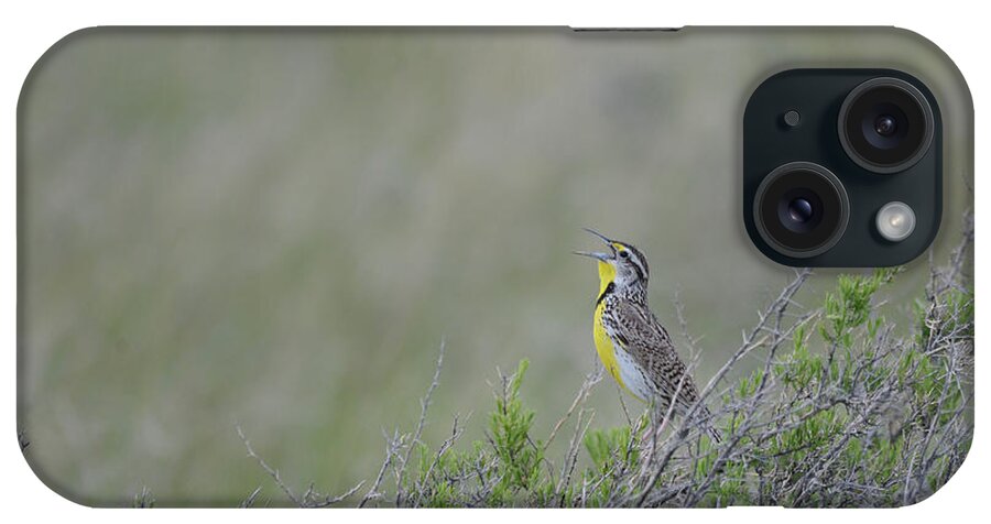 Western Meadowlark iPhone Case featuring the photograph Western Meadowlark Morning by Whispering Peaks Photography